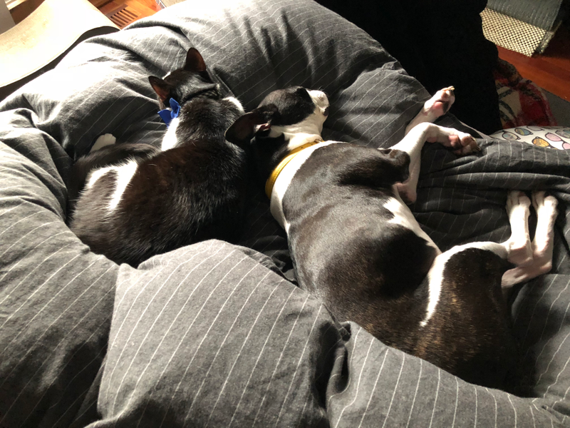 Lucy and Bowie (the Boston Purrier) having one of their many cuddle sessions.